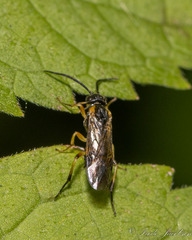 Nematinae