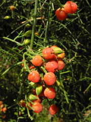 Ephedra altissima