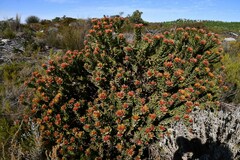 Leucospermum oleifolium