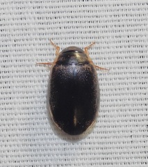 Thermonectus basillaris basillaris