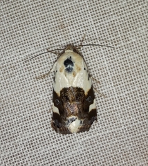 Acontia lucida