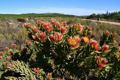 Leucospermum oleifolium