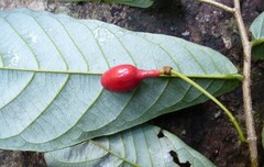 Monanthotaxis gracilis