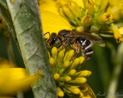 Lasioglossum