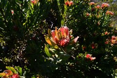 Leucospermum oleifolium