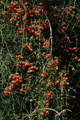 Ephedra altissima
