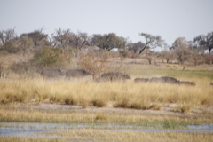 Syncerus caffer caffer