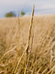 Elymus repens