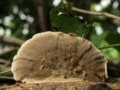 Hexagonia