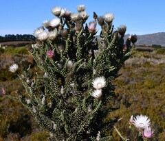 Phaenocoma prolifera