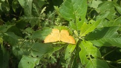 Emesis vulpina