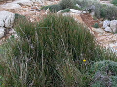 Ephedra fragilis