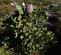 Protea cynaroides