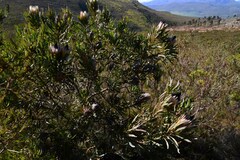 Protea longifolia