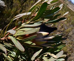 Protea longifolia