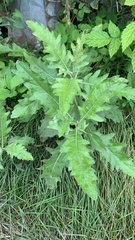 Jacobaea grandidentata
