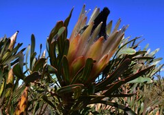 Protea longifolia