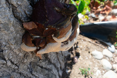 Ganoderma resinaceum