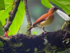 Furnarius leucopus
