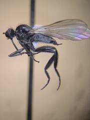 Rhamphomyia