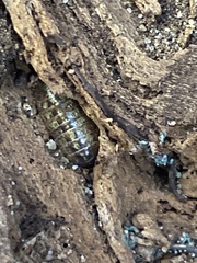 Armadillidium vulgare
