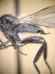 Rhamphomyia