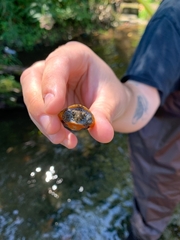 Sternotherus peltifer
