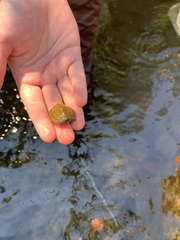 Sternotherus peltifer