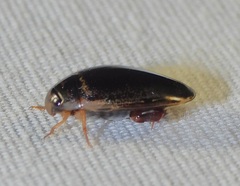 Thermonectus basillaris basillaris