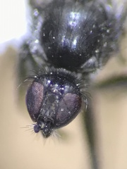 Rhamphomyia