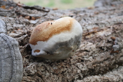 Phellinus pomaceus