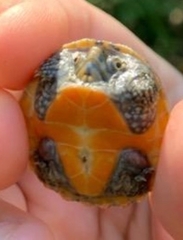 Sternotherus peltifer