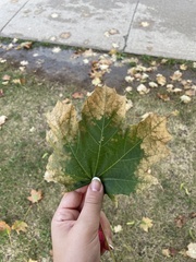Acer platanoides