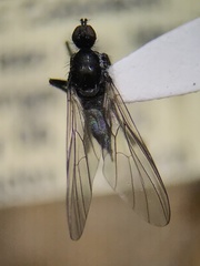 Rhamphomyia