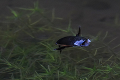 Dytiscus verticalis