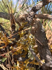 Arceuthobium campylopodum