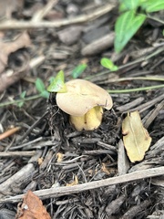 Lanmaoa pseudosensibilis