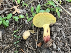 Lanmaoa pseudosensibilis