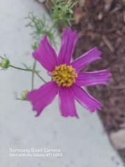 Cosmos parviflorus