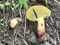 Lanmaoa pseudosensibilis