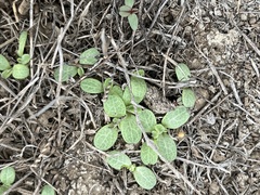 Centaurea melitensis