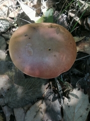 Neoboletus