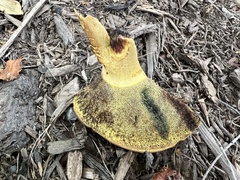 Lanmaoa pseudosensibilis