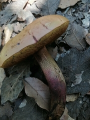 Neoboletus
