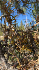 Arceuthobium campylopodum