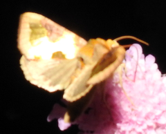 Diachrysia chrysitis