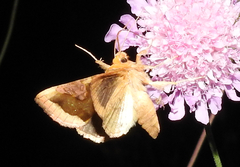 Diachrysia chrysitis
