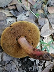 Neoboletus