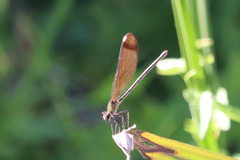 Calopteryx haemorrhoidalis