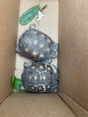 Gopherus berlandieri